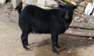 我是一只牛 我是一只牛